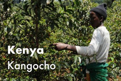 ケニア　カンゴチョ